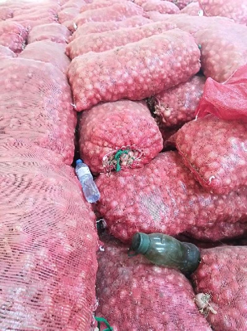 吉林珠葱，葱头小毛葱大量上市8毛钱