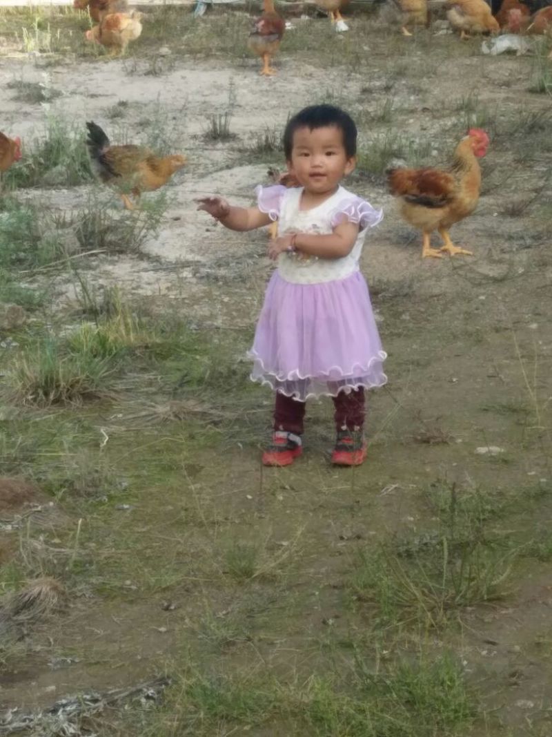 高原散养土鸡