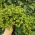 江西中花吴茱萸子干货