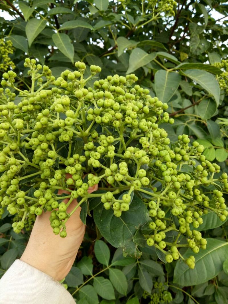 江西中花吴茱萸子干货