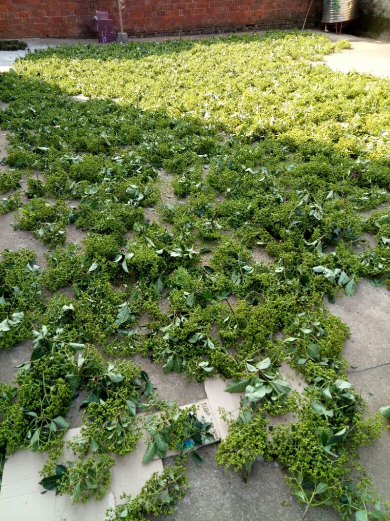 江西中花吴茱萸子干货