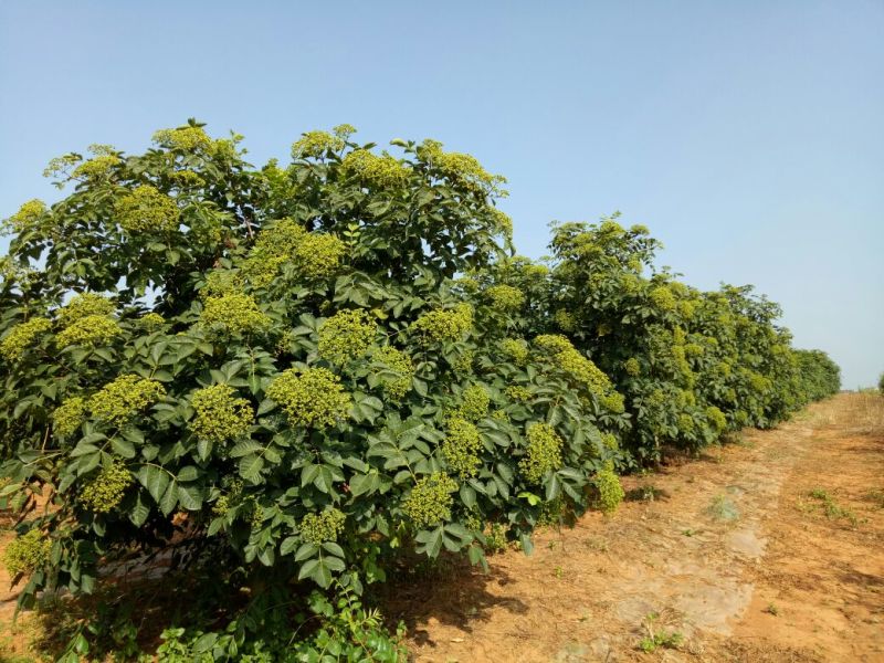 江西中花吴茱萸子干货