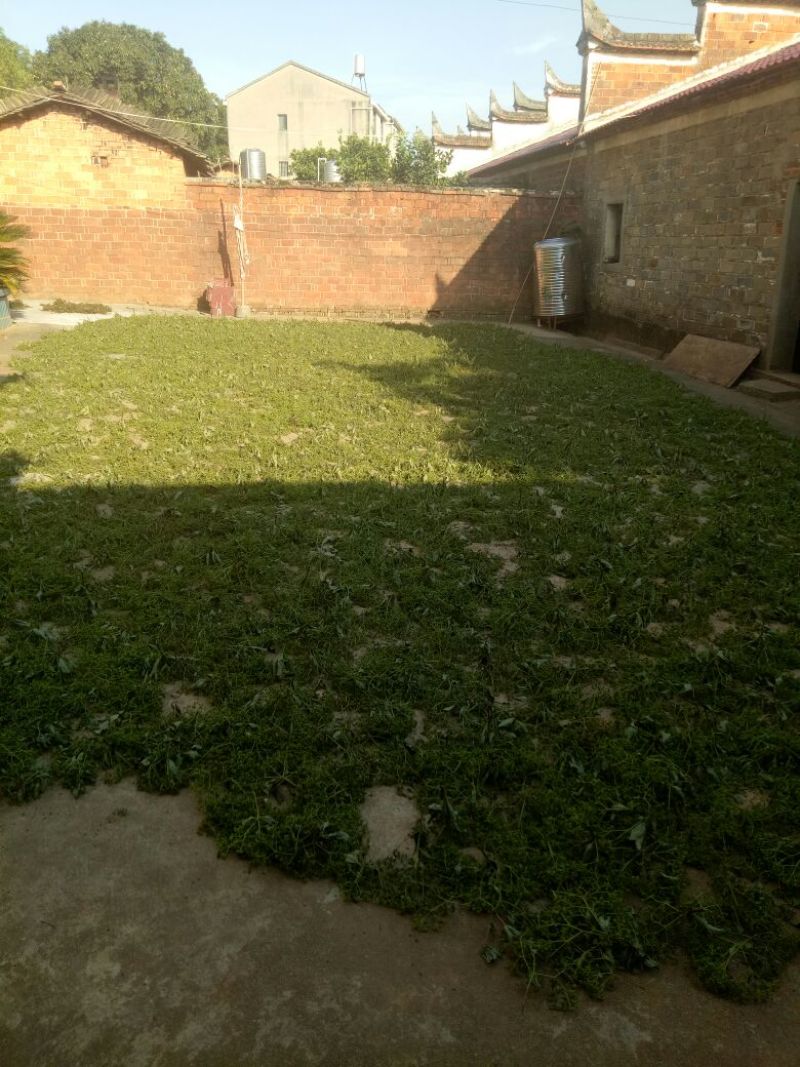 江西中花吴茱萸子干货