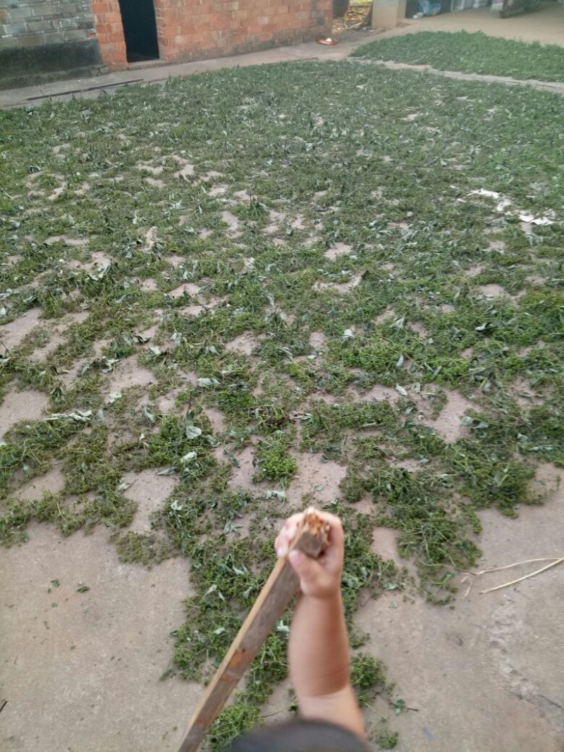 江西中花吴茱萸子干货