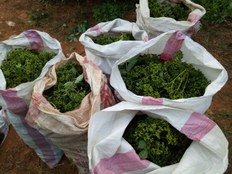 江西中花吴茱萸子干货