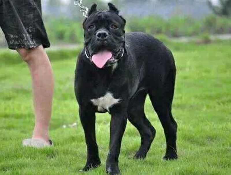 卡斯罗幼犬