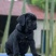 卡斯罗幼犬
