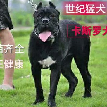 卡斯罗幼犬
