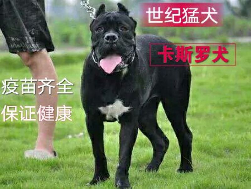 卡斯罗幼犬