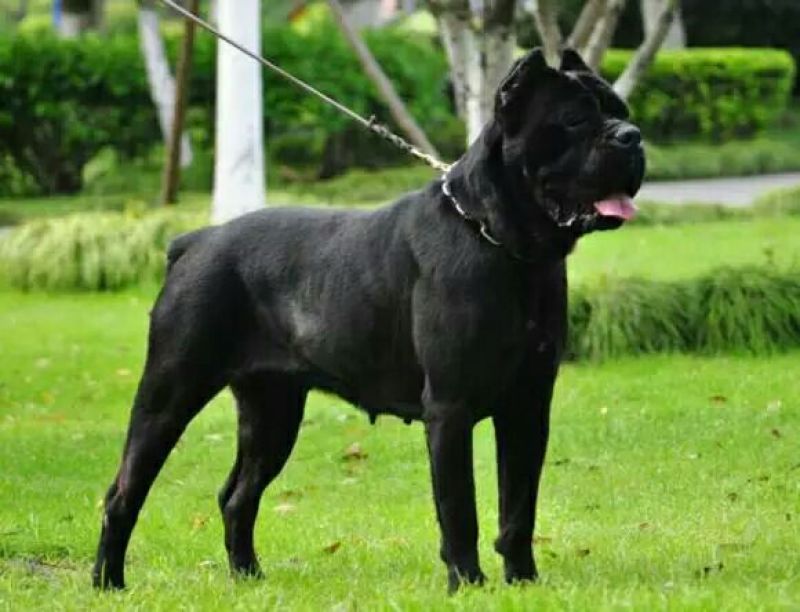 卡斯罗幼犬