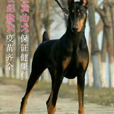 杜宾犬纯种德系杜宾犬活体幼犬