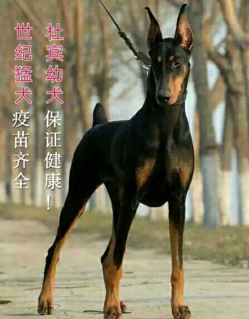 杜宾犬纯种德系杜宾犬活体幼犬