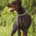 杜宾犬纯种德系杜宾犬活体幼犬