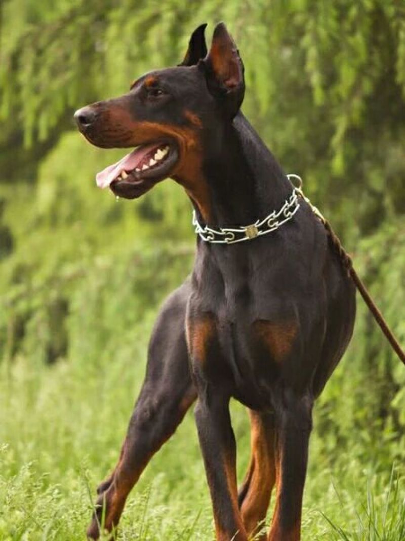 杜宾犬纯种德系杜宾犬活体幼犬
