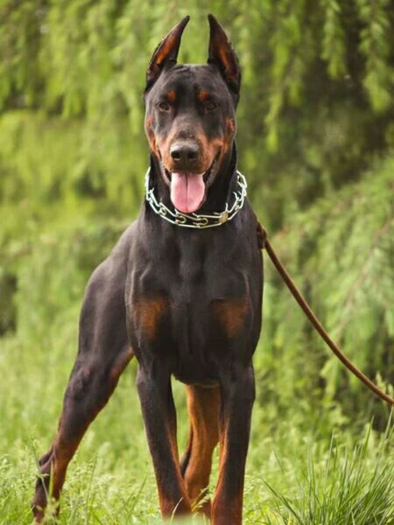 杜宾犬纯种德系杜宾犬活体幼犬