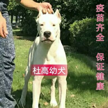 杜高犬幼犬