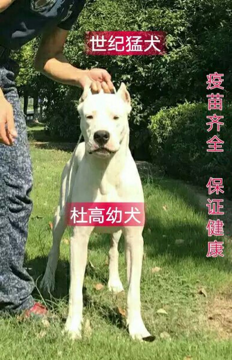 杜高犬幼犬