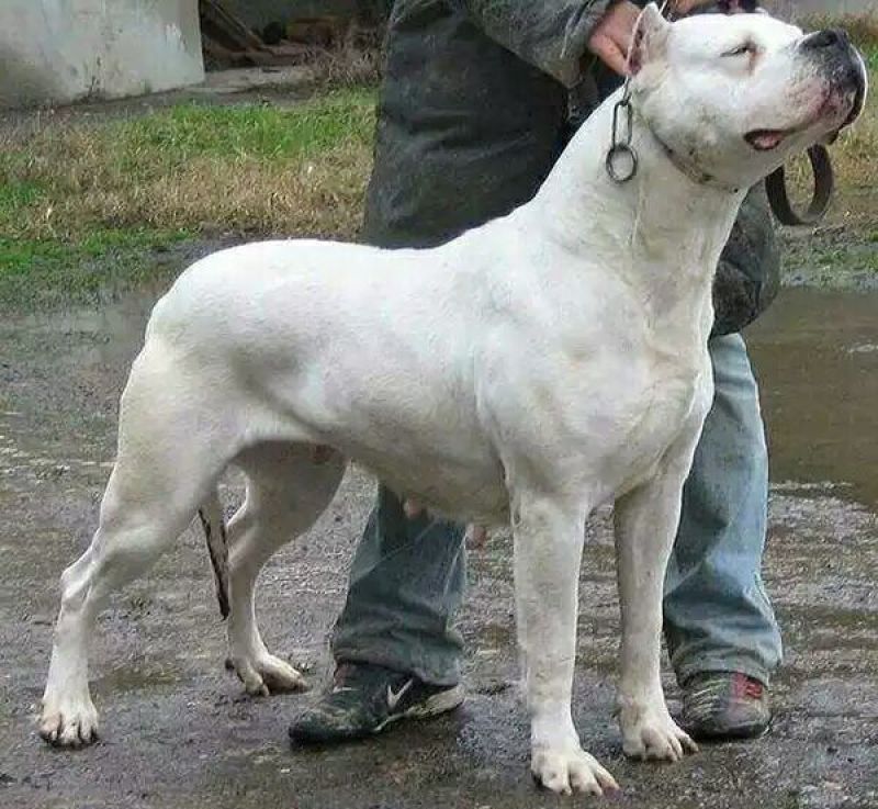 杜高犬幼犬