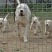 杜高犬幼犬