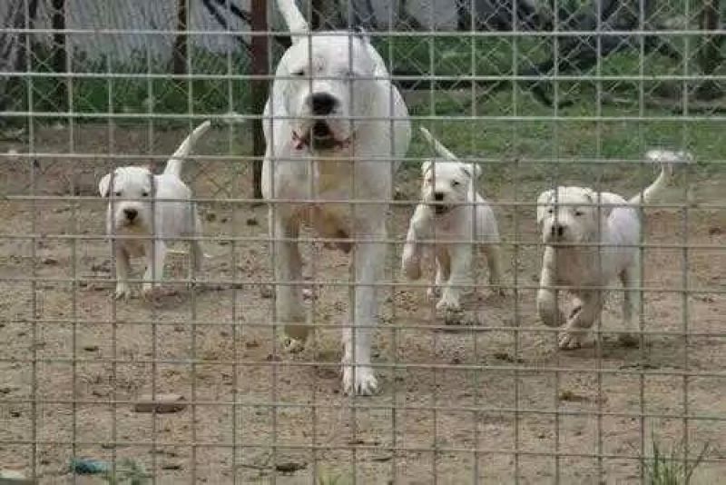 杜高犬幼犬