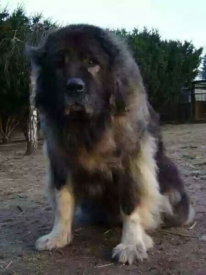 高加索犬活体高加索活体幼犬