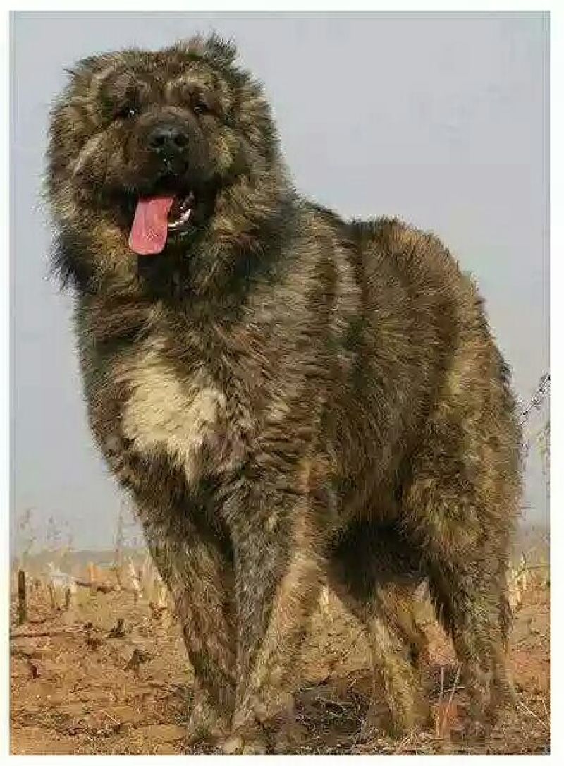 高加索犬活体高加索活体幼犬