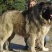 高加索犬活体高加索活体幼犬