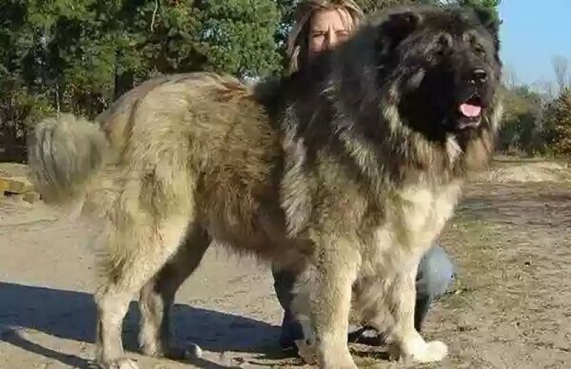 高加索犬活体高加索活体幼犬