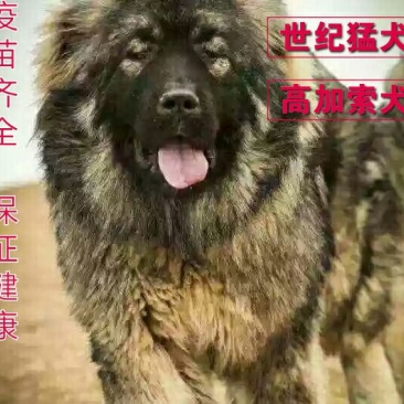 高加索犬活体高加索活体幼犬