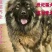 高加索犬活体高加索活体幼犬