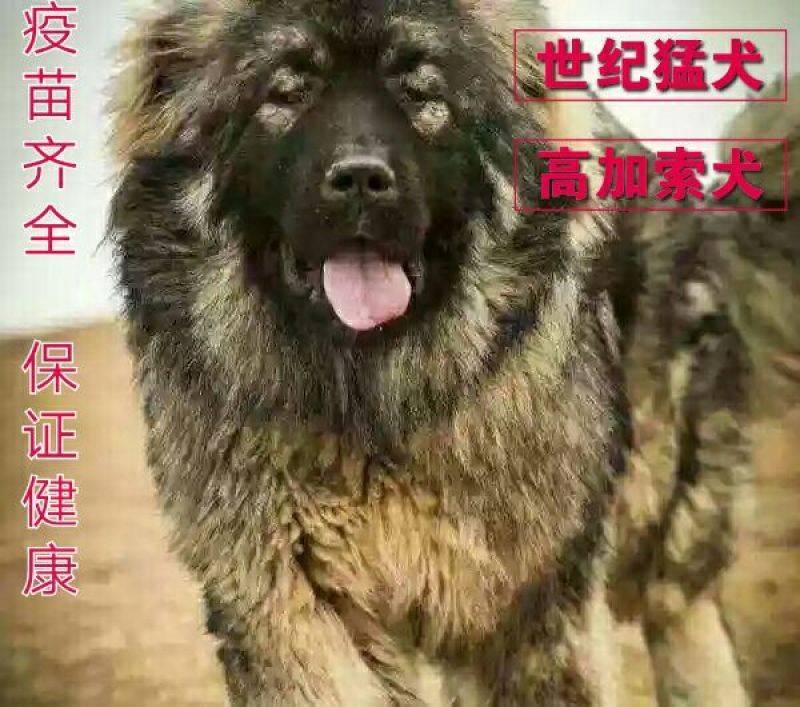 高加索犬活体高加索活体幼犬