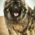 高加索犬活体高加索活体幼犬