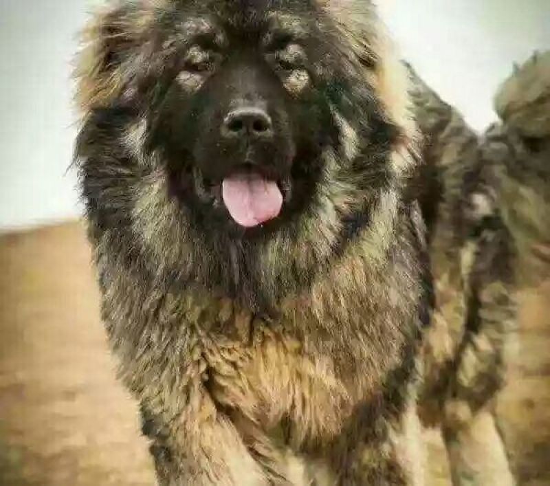 高加索犬活体高加索活体幼犬