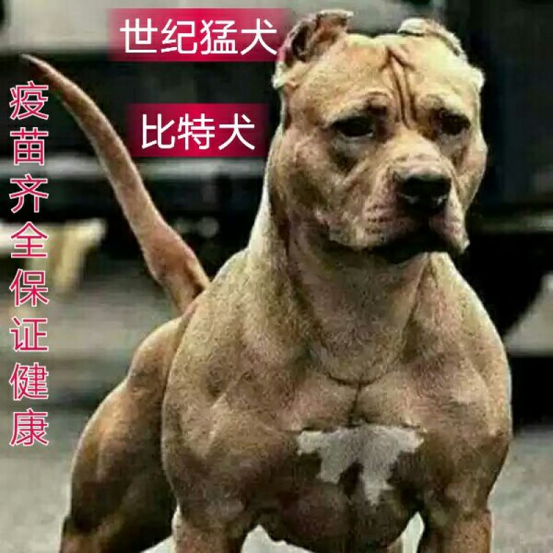 比特犬