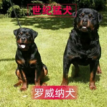 罗威纳