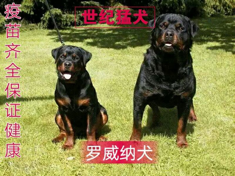 罗威纳