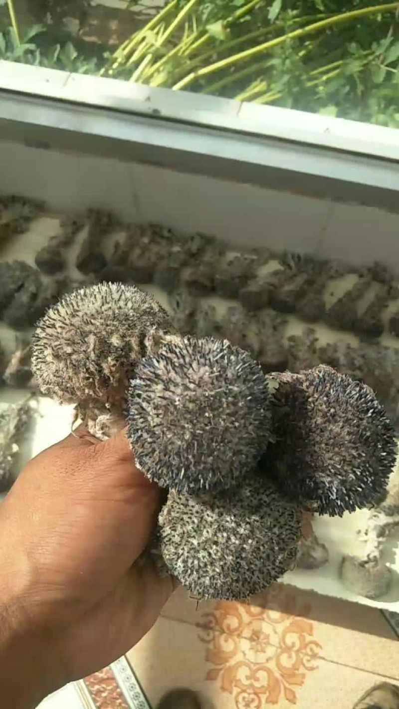 藏雪莲，龙胆草，