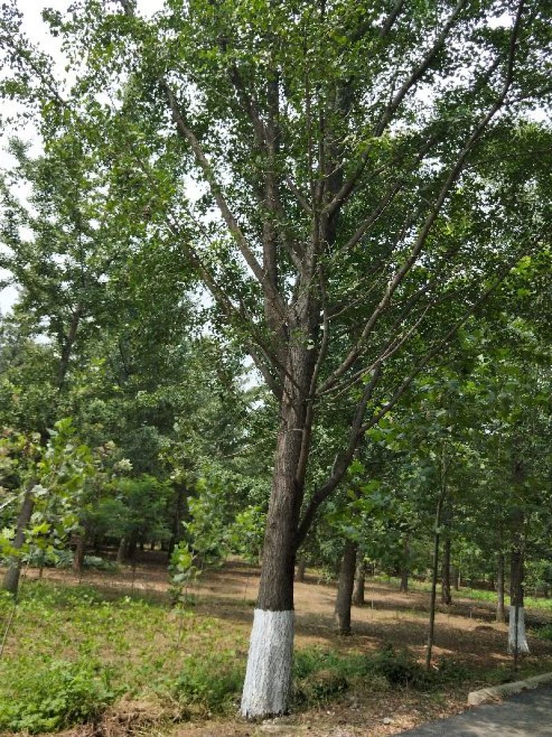 银杏树16~18cm4米以上3米以上