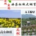 菊花茶金丝皇菊一朵一杯黄菊特级花茶清热去火