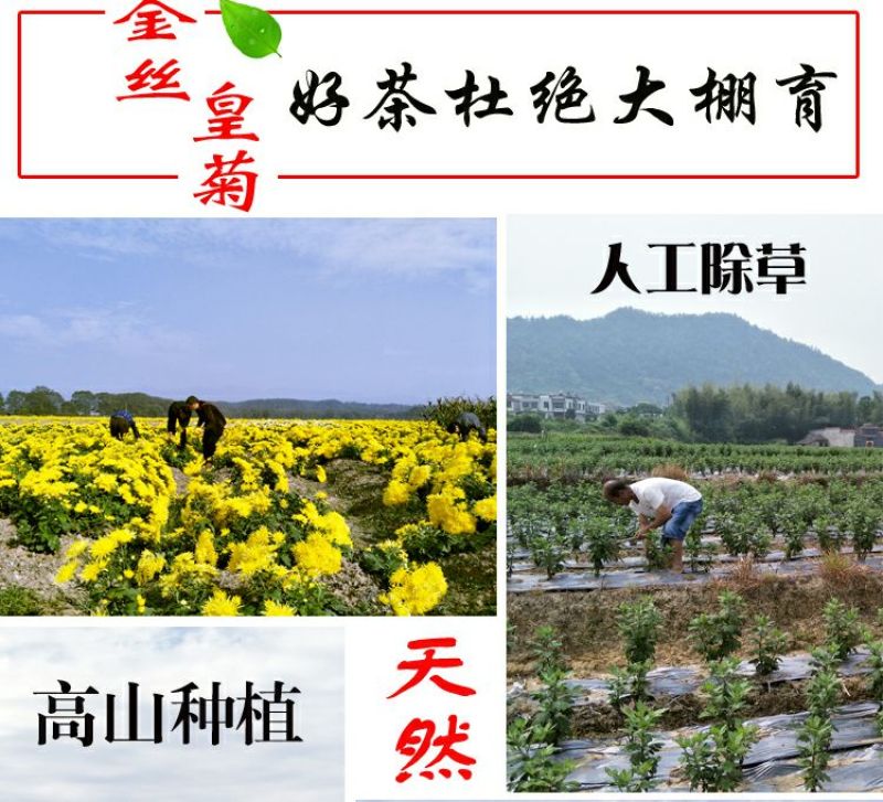 菊花茶金丝皇菊一朵一杯黄菊特级花茶清热去火