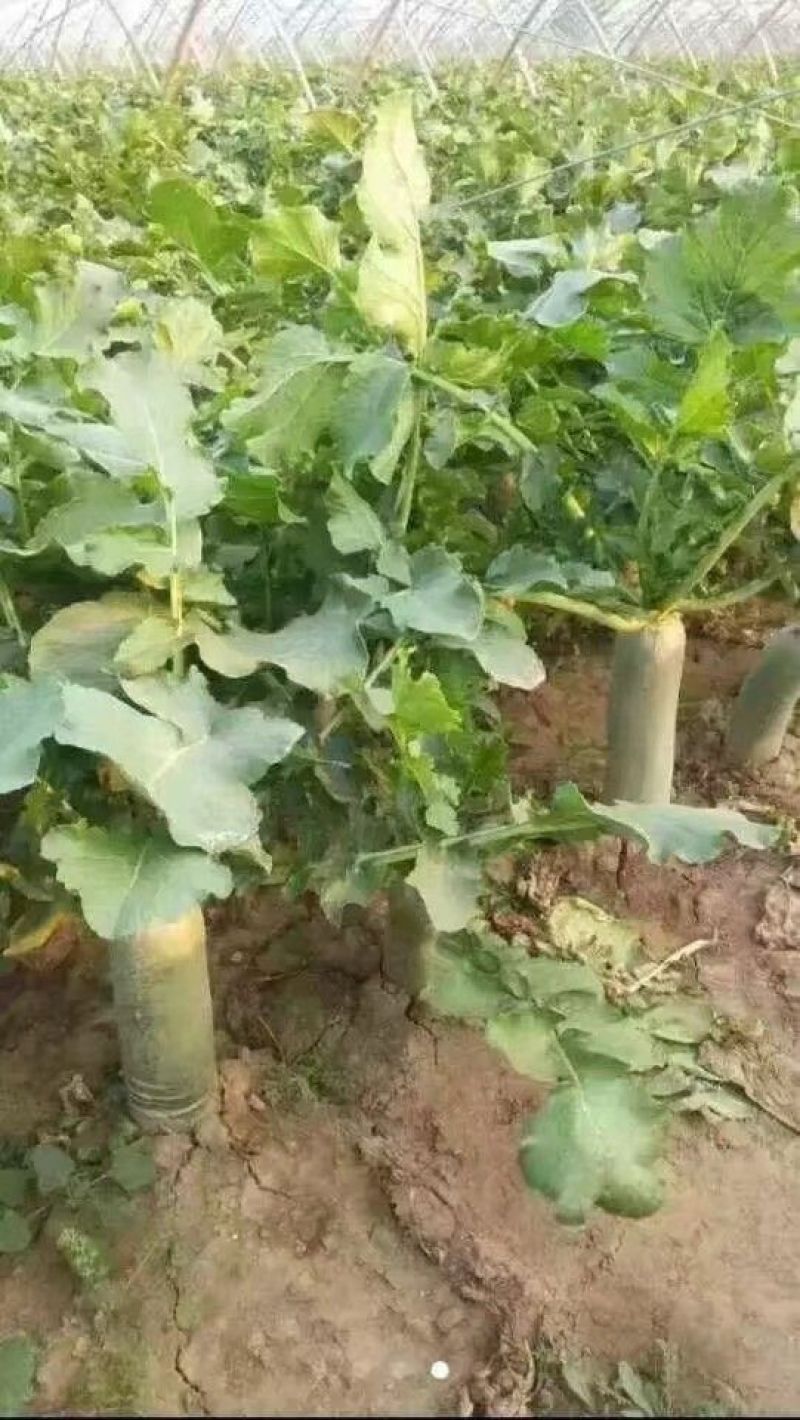 潍县萝卜大量供应，无代办费，装车，小工，全免费！