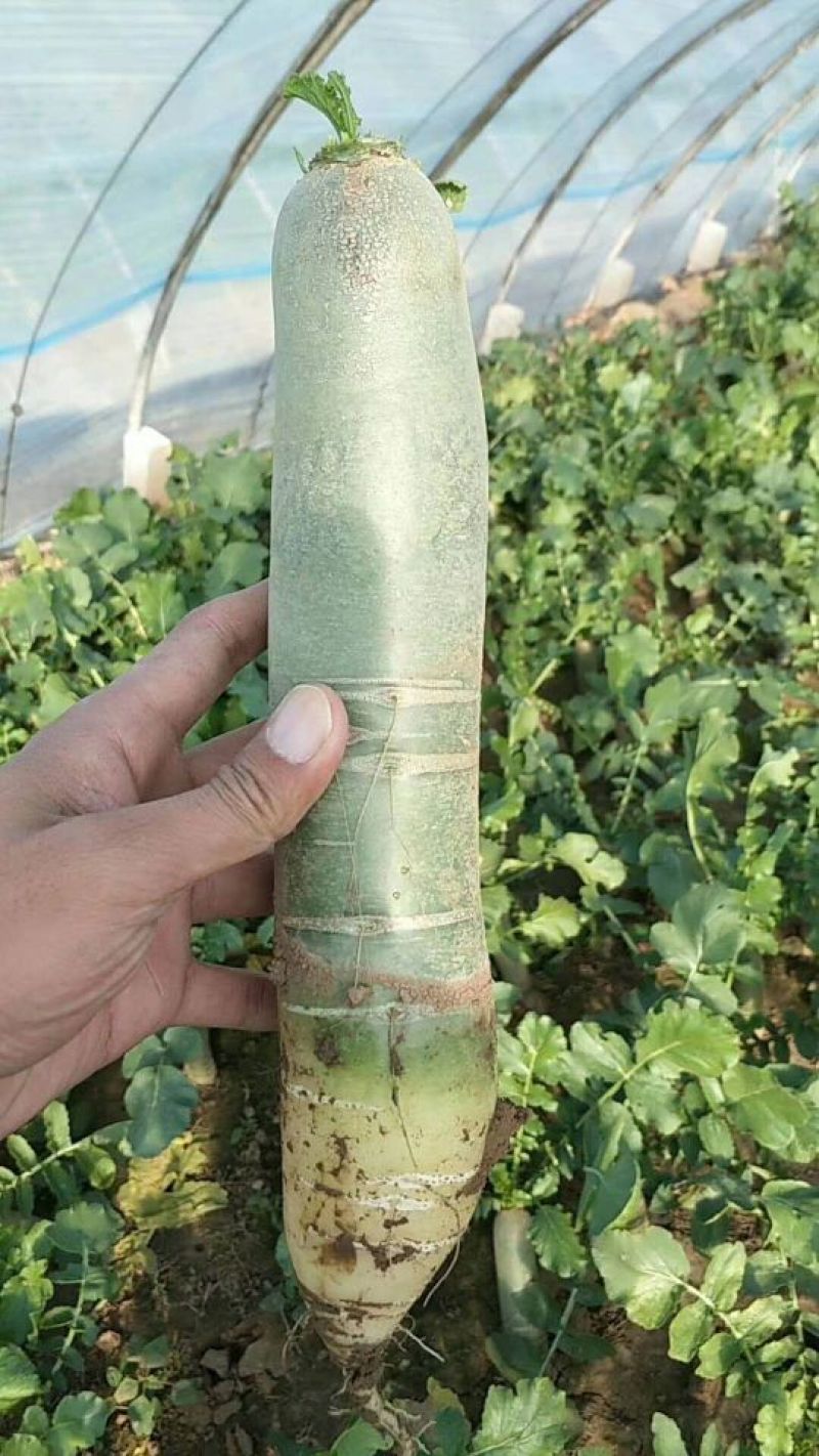 潍县萝卜大量供应，无代办费，装车，小工，全免费！