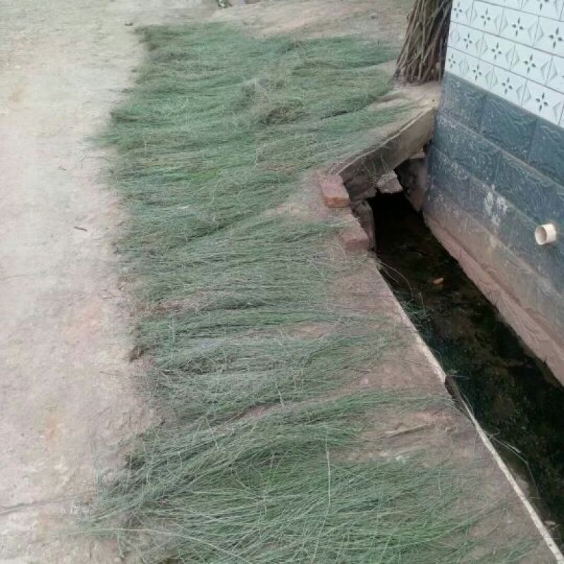 纯野生木贼、节节草、麻黄草，纯手工分拣，太阳自然晒干，