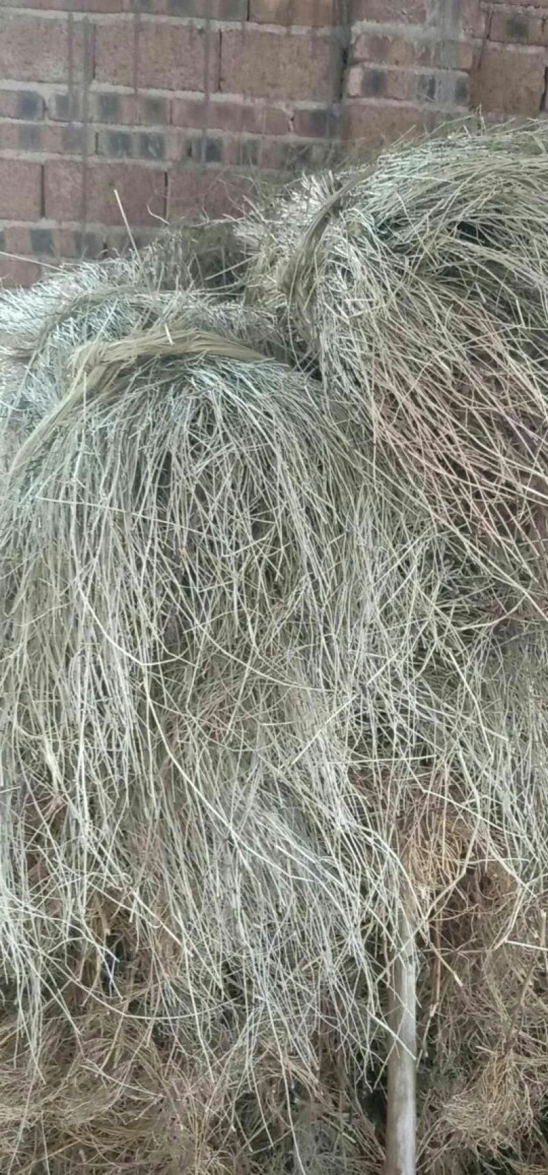 纯野生木贼、节节草、麻黄草，纯手工分拣，太阳自然晒干，