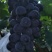 巨峰