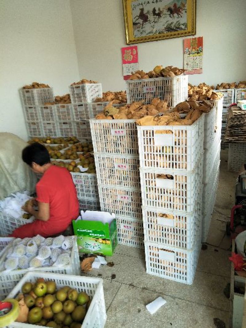 翠冠梨套袋梨