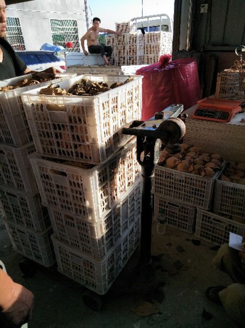 翠冠梨套袋梨