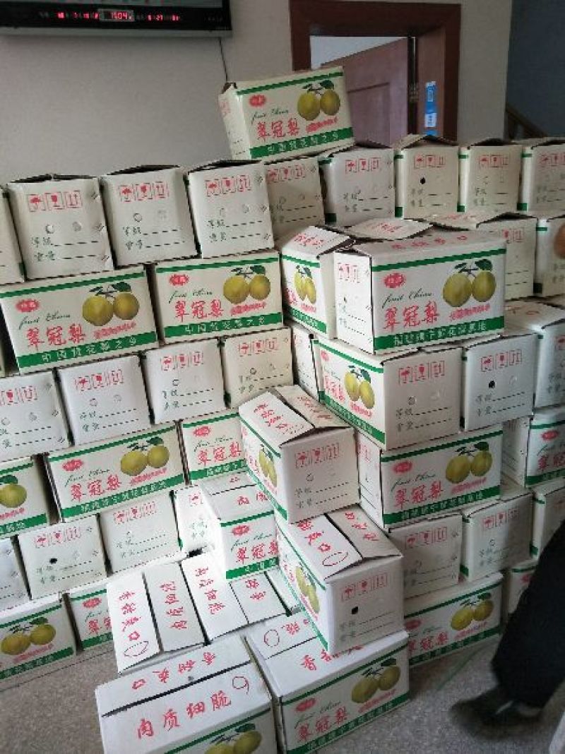 翠冠梨套袋梨