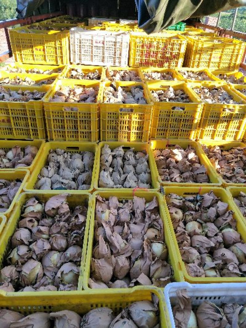 翠冠梨套袋梨