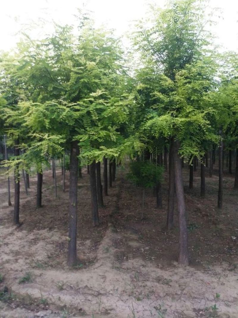 刺槐各种规格！！红花槐，香花槐！嫁接的量大